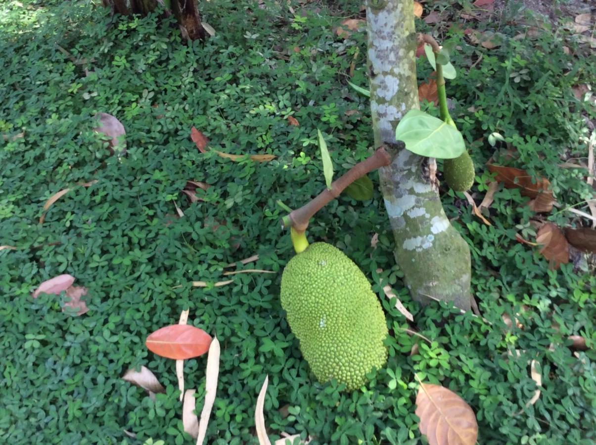 Quoc Phuong Riverside Homestay Ben Tre Exteriör bild
